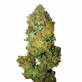 Lemon Diesel CBD+ > CBD+ Buds
